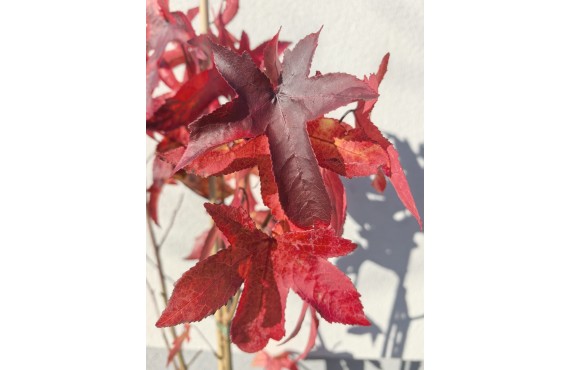 Ambrowiec amerykański – gwiazda jesiennego ogrodu