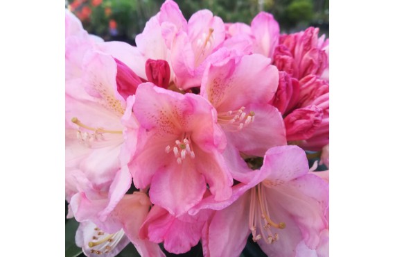 RÓŻANECZNIK Rhododendron